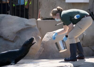 training the seals